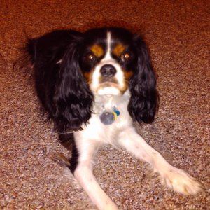 Meet your Posher, Marie